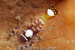 Carpet anemone commensal shrimp by Louwrens De Lange 